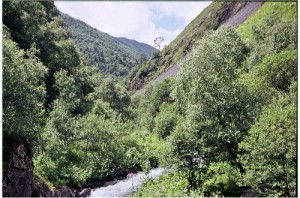 Alto-montane forest in Khevsureti near Mutso