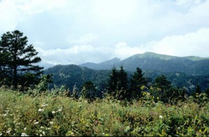 Borjomi National Park with meadows, forest and alpine mats