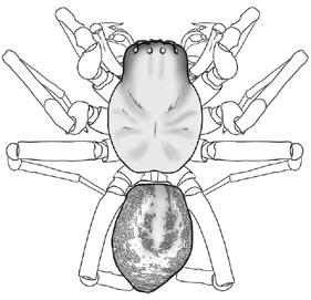 Caucasian Spiders | A Faunistic 